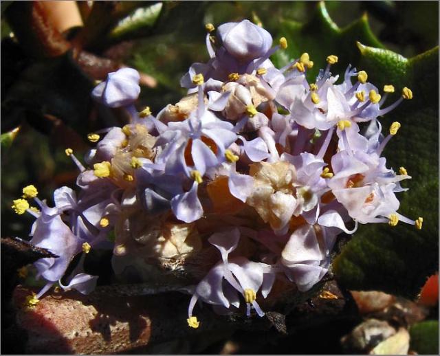 sm 312 Holly Leaf Ceanothus.jpg - Holly Leaf Ceanothus (Ceanothus purpureus): Considered threatened, rare & endangered in California by the California Native Plant Society.